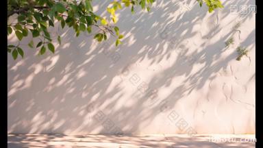 阳光照射树荫墙壁背景